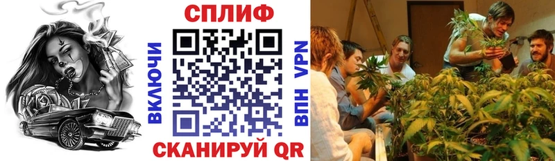 Канабис OG Kush Дубна